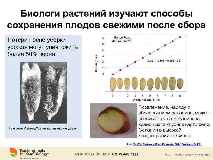 Биологи растений изучают способы сохранения плодов свежими после сбора Белая Роза (6. 8 мк.