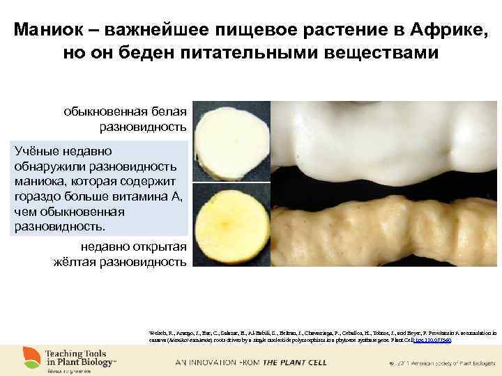 Маниок – важнейшее пищевое растение в Африке, но он беден питательными веществами обыкновенная белая