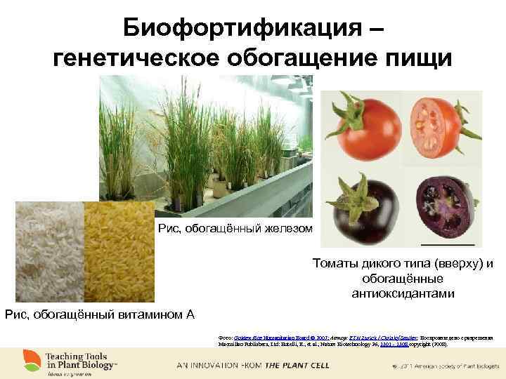 Биофортификация – генетическое обогащение пищи Рис, обогащённый железом Томаты дикого типа (вверху) и обогащённые