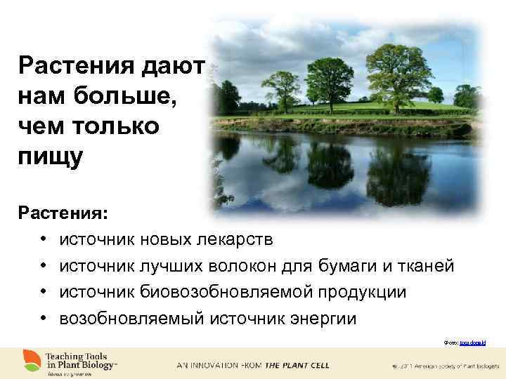 Растения дают нам больше, чем только пищу Растения: • источник новых лекарств • источник