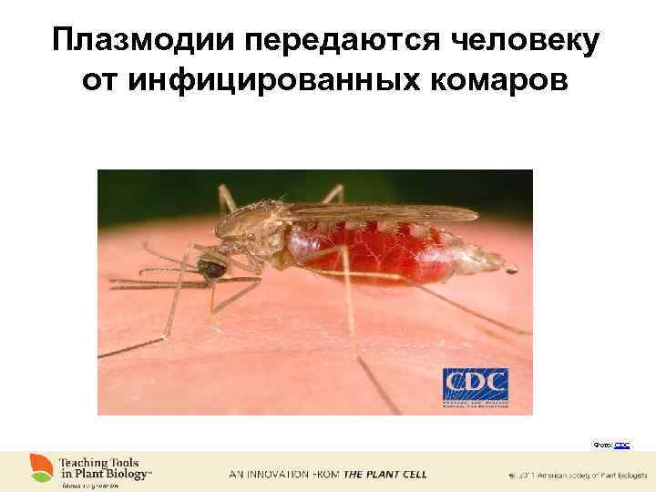 Плазмодии передаются человеку от инфицированных комаров Фото: CDC 