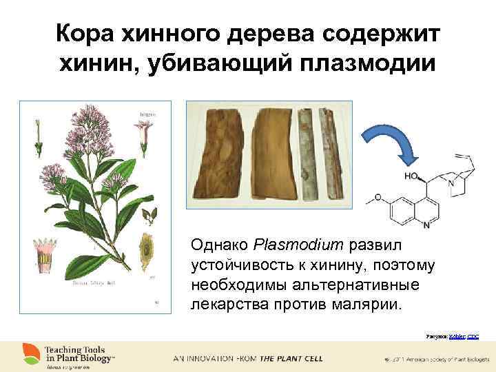 Кора хинного дерева содержит хинин, убивающий плазмодии Однако Plasmodium развил устойчивость к хинину, поэтому