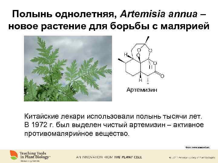 Полынь однолетняя, Artemisia annua – новое растение для борьбы с малярией Артемизин Китайские лекари