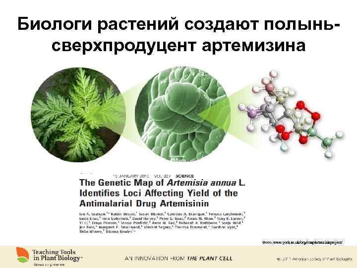 Биологи растений создают полыньсверхпродуцент артемизина Фото: www. york. ac. uk/org/cnap/artemisiaproject/ 