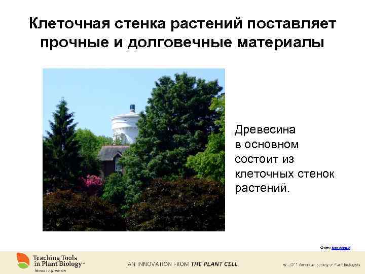Клеточная стенка растений поставляет прочные и долговечные материалы Древесина в основном состоит из клеточных