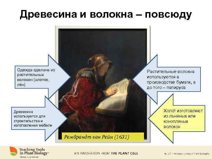 Древесина и волокна – повсюду Одежда сделана из растительных волокон (хлопок, лён) Растительные волокна