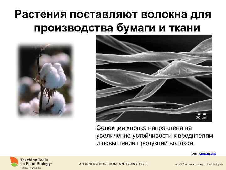 Растения поставляют волокна для производства бумаги и ткани Селекция хлопка направлена на увеличение устойчивости