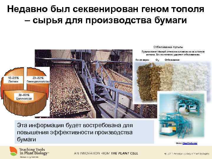 Недавно был секвенирован геном тополя – сырья для производства бумаги Отбеливание пульпы Пульпа имеет