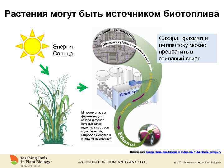 Растения могут быть источником биотоплива Сахара, крахмал и целлюлозу можно превратить в этиловый спирт