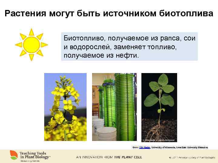 Растения могут быть источником биотоплива Биотопливо, получаемое из рапса, сои и водорослей, заменяет топливо,