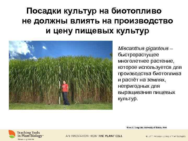 Посадки культур на биотопливо не должны влиять на производство и цену пищевых культур Miscanthus