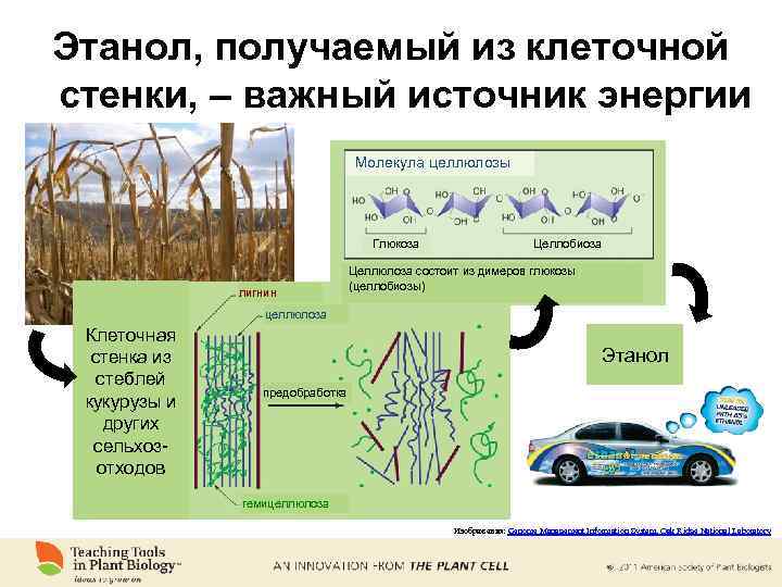 Этанол, получаемый из клеточной стенки, – важный источник энергии Молекула целлюлозы Глюкоза лигнин Целлобиоза