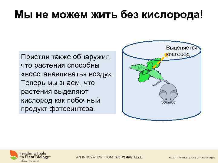 Мы не можем жить без кислорода! Пристли также обнаружил, что растения способны «восстанавливать» воздух.