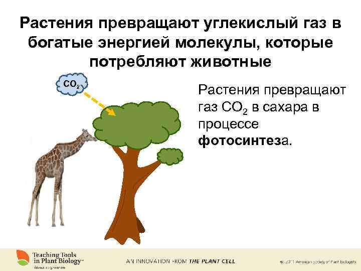 Растения превращают углекислый газ в богатые энергией молекулы, которые потребляют животные CO 2 Растения