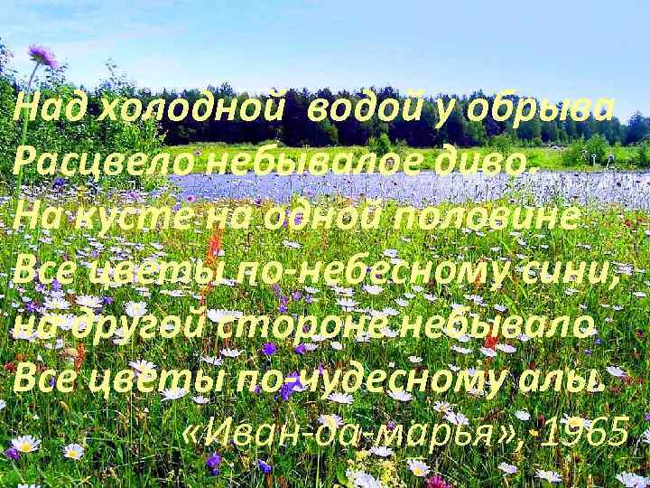 Над холодной водой у обрыва Расцвело небывалое диво. На кусте на одной половине Все