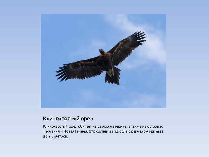 Клинохвостый орёл обитает на самом материке, а также на островах Тасмания и Новая Гвинея.