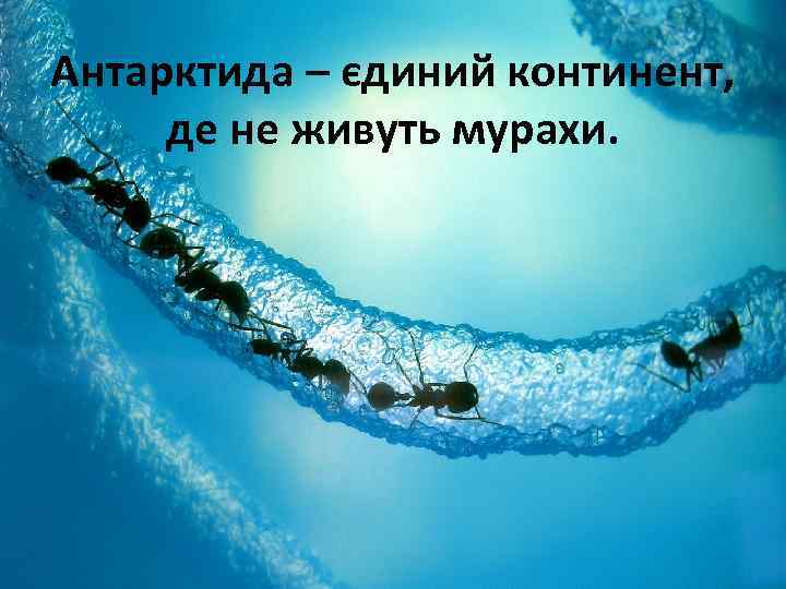 Антарктида – єдиний континент, де не живуть мурахи. 