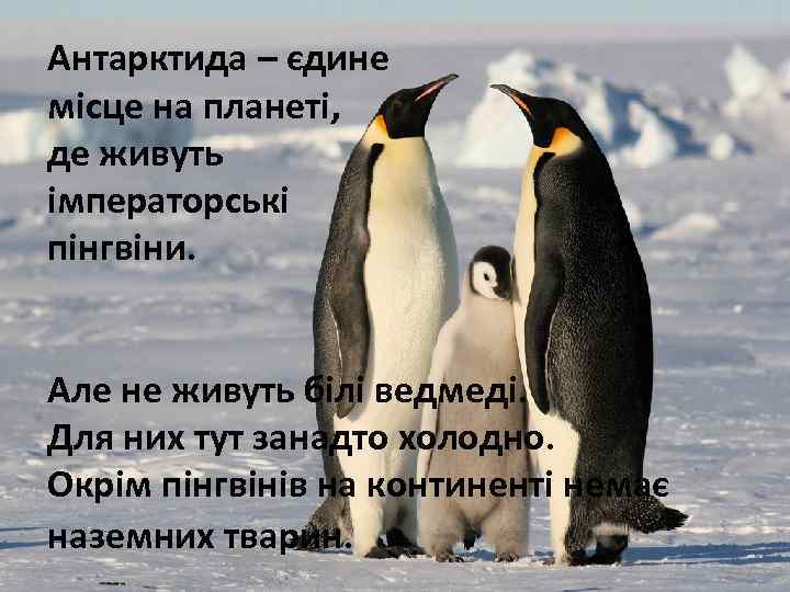 Антарктида – єдине місце на планеті, де живуть імператорські пінгвіни. Але не живуть білі