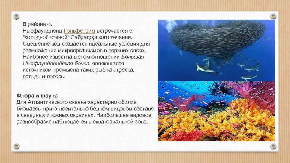 Наибольшие глубины характерны для океана. Самый молодой и освоенный океан. Самый молодой океан. Повышенная температура поверхности воды ньюфаундленд.