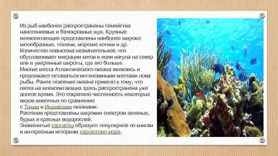 Из рыб наиболее распространены семейства нанотениевых и белокровных щук. Крупные млекопитающие представлены наиболее широко: