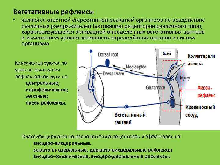 Схема вегетативного рефлекса