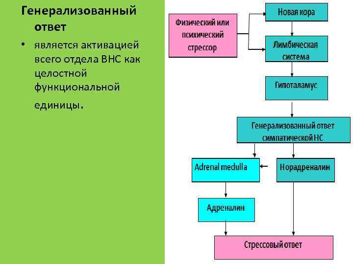 Генерализованный ответ • является активацией всего отдела ВНС как целостной функциональной единицы. 