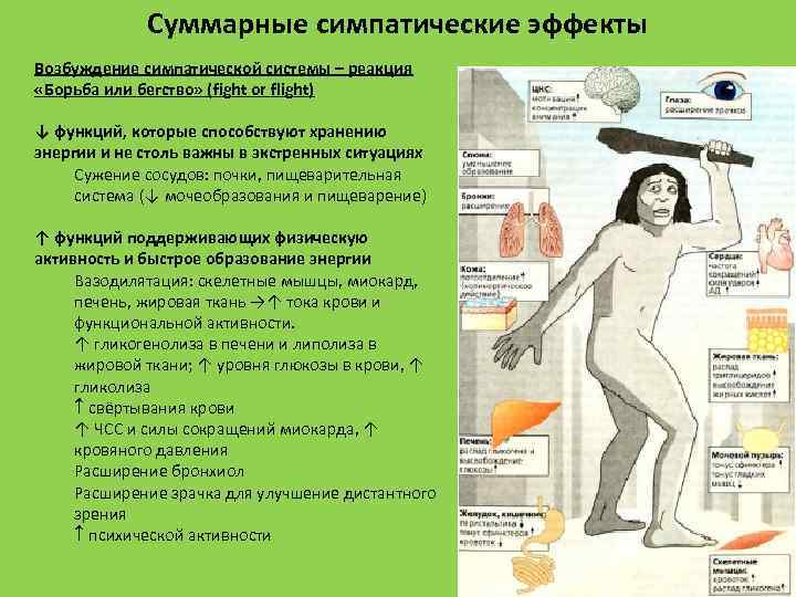 Суммарные симпатические эффекты Возбуждение симпатической системы – реакция «Борьба или бегство» (fight or flight)