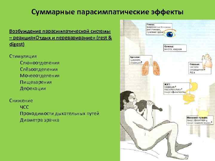 Суммарные парасимпатические эффекты Возбуждение парасимпатической системы – реакция «Отдых и переваривание» (rest & digest)