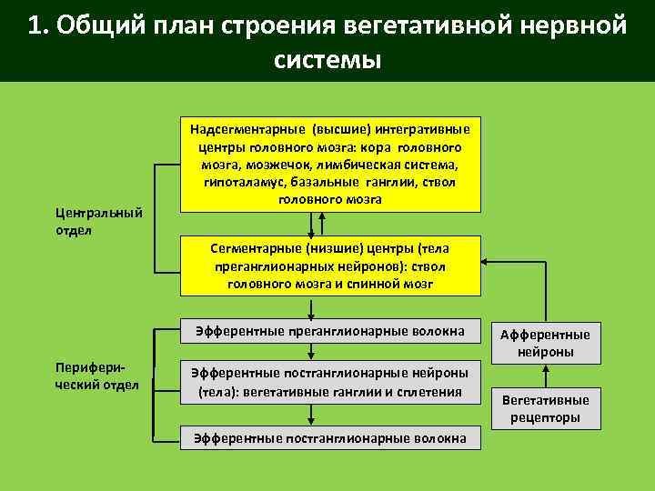 1. Общий план строения вегетативной нервной системы Центральный отдел Надсегментарные (высшие) интегративные центры головного