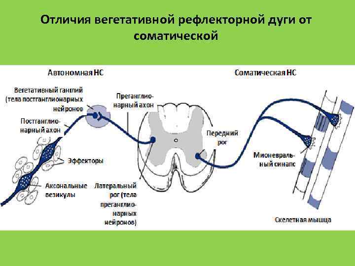 Рефлекторная дуга вегетативной нервной системы рисунок