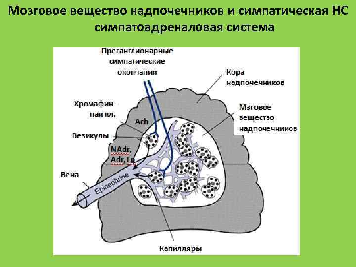 Симпато адреналовая система схема