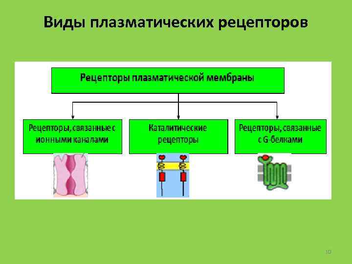 Виды плазматических рецепторов 10 