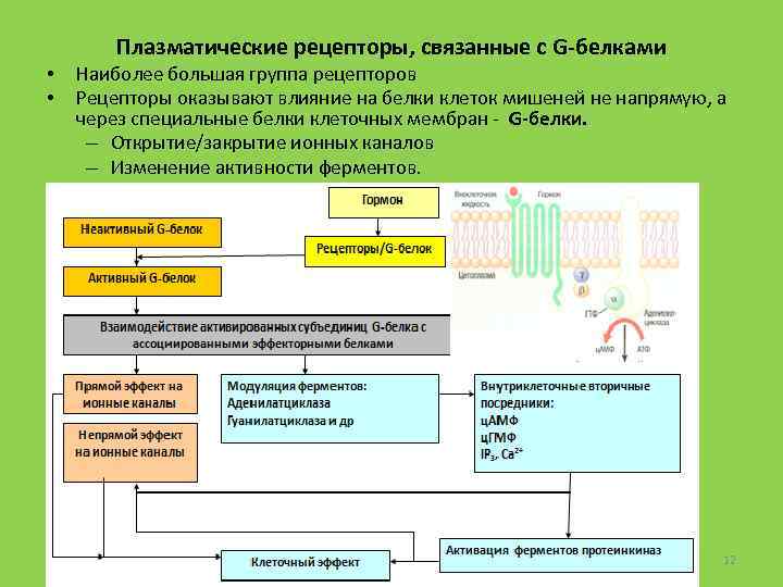  • • Плазматические рецепторы, связанные с G-белками Наиболее большая группа рецепторов Рецепторы оказывают