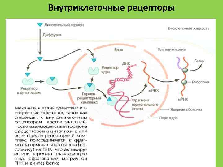 Внутриклеточные рецепторы 13 