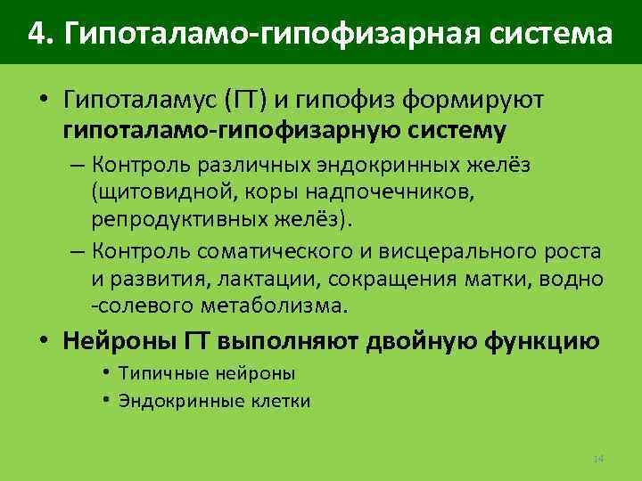 4. Гипоталамо-гипофизарная система • Гипоталамус (ГТ) и гипофиз формируют гипоталамо-гипофизарную систему – Контроль различных