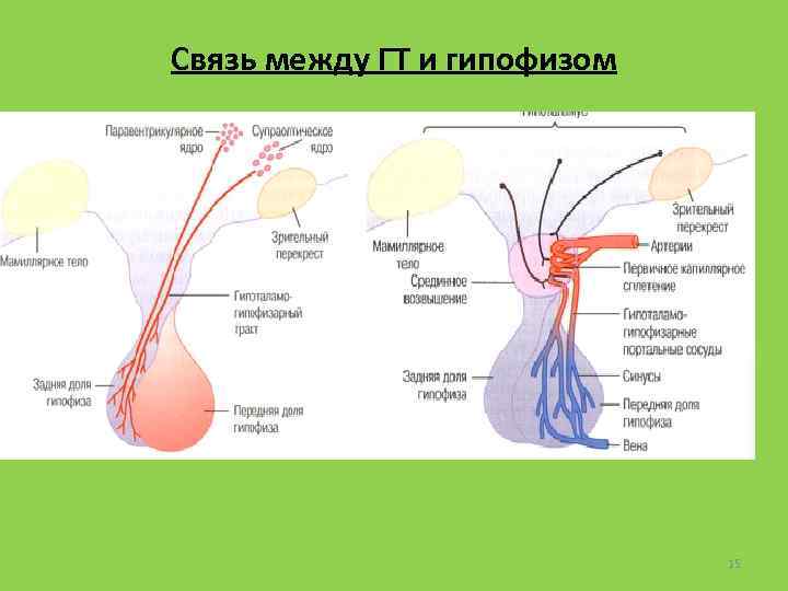 Связь между ГТ и гипофизом 15 