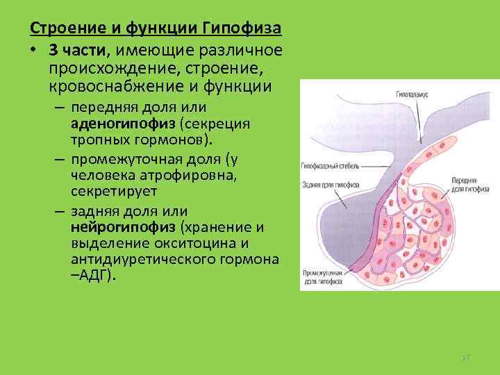 Строение и функции Гипофиза • 3 части, имеющие различное происхождение, строение, кровоснабжение и функции