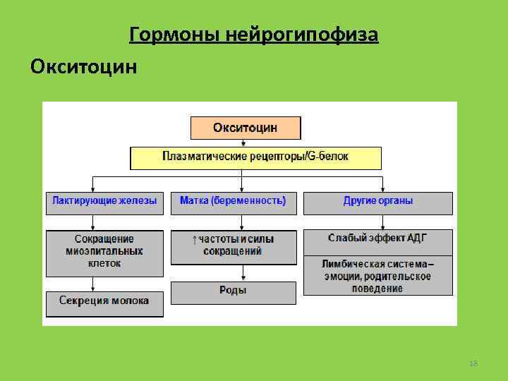 Гормоны нейрогипофиза Окситоцин 18 