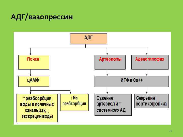 АДГ/вазопрессин 19 
