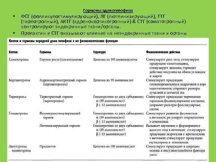Гормоны аденогипофиза • • ФСГ (фолликулостимулирующий), ЛГ (лютеинизирующий), TТГ (тиреотропный), AКТГ (адренокортикотропный) & СТГ