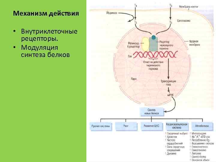 Механизм действия • Внутриклеточные рецепторы. • Модуляция синтеза белков 25 