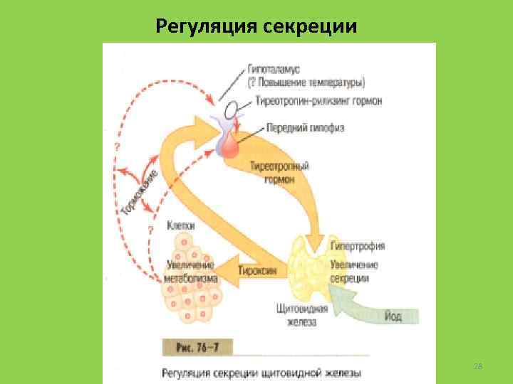 Схема регуляции инкреции кальцитонина и паратгормона