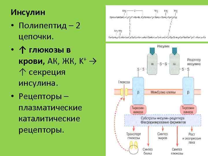 Инсулин • Полипептид – 2 цепочки. • ↑ глюкозы в крови, AК, ЖК, K+
