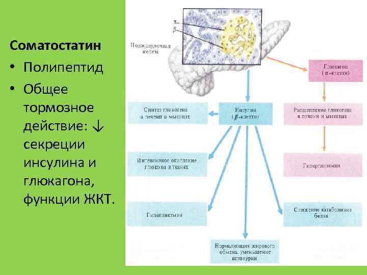 Соматостатин • Полипептид • Общее тормозное действие: ↓ секреции инсулина и глюкагона, функции ЖКТ.