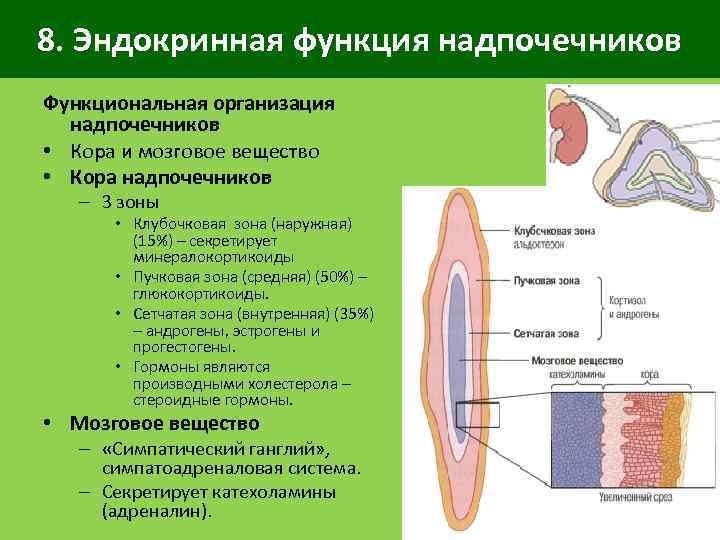 8. Эндокринная функция надпочечников Функциональная организация надпочечников • Кора и мозговое вещество • Кора