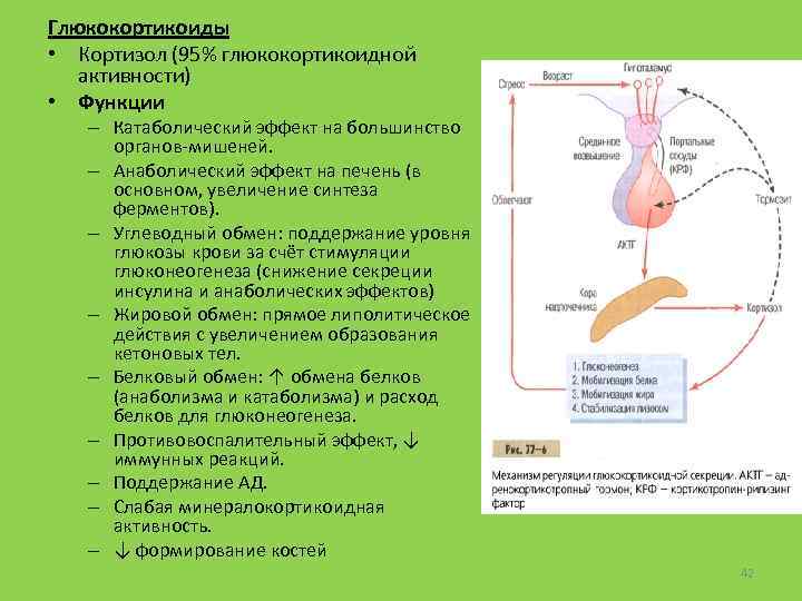 Глюкокортикоиды • Кортизол (95% глюкокортикоидной активности) • Функции – Катаболический эффект на большинство органов