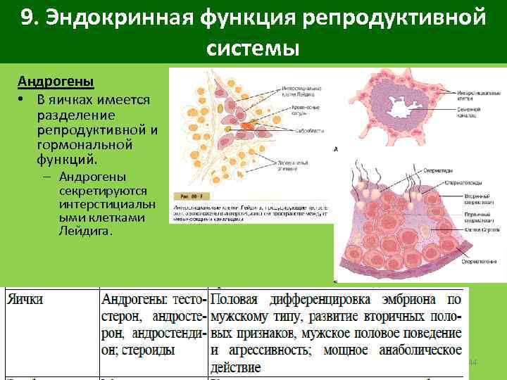 9. Эндокринная функция репродуктивной системы Андрогены • В яичках имеется разделение репродуктивной и гормональной