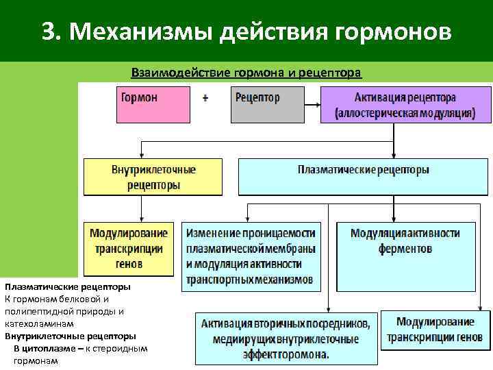 3. Механизмы действия гормонов Взаимодействие гормона и рецептора Плазматические рецепторы К гормонам белковой и