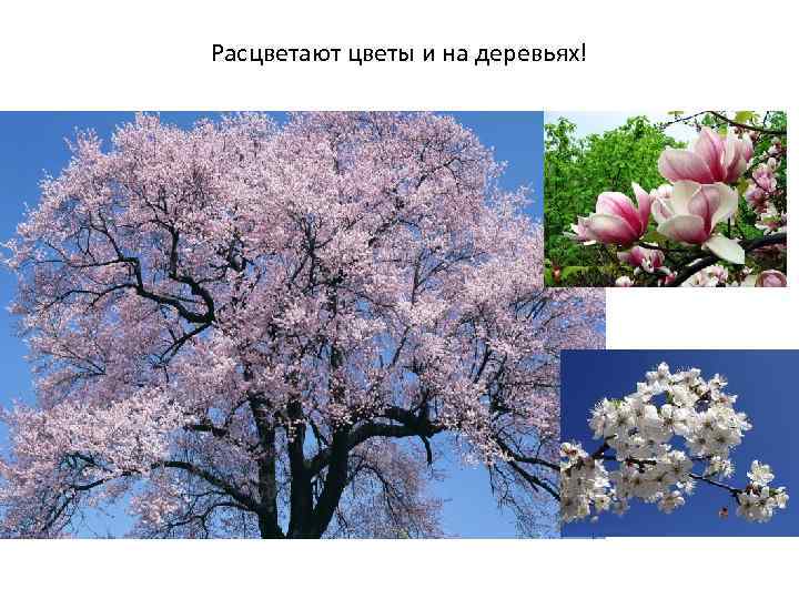 Расцветают цветы и на деревьях! 