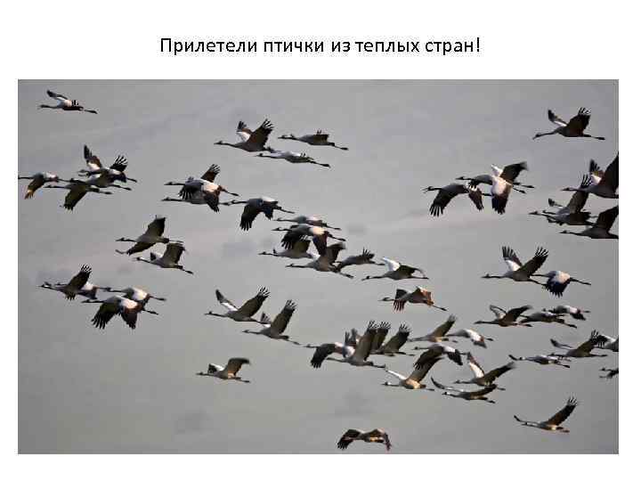 Прилетели птички из теплых стран! 